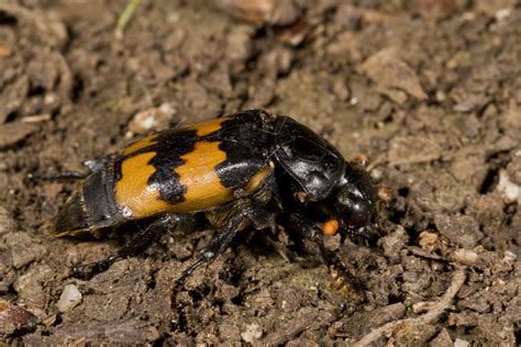 Maggot Munching Carrion Beetles