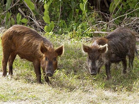 Choctaw Hog Swine | Oklahoma State University