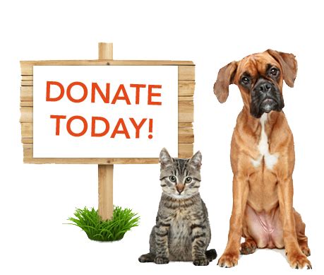 How To Donate To Animal Shelters