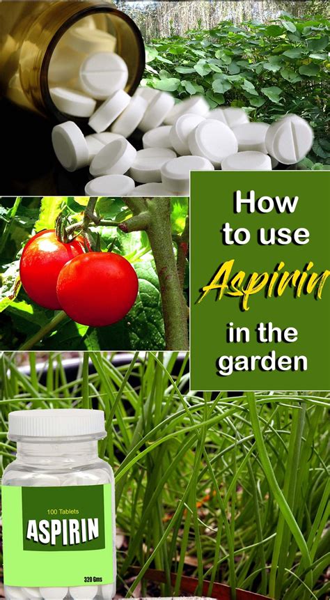 How to use Aspirin in the garden | Nature Bring | Idées de jardinage ...