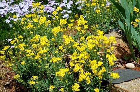 How to Grow and Care for Yellow Alyssum | Ground cover, Rock garden plants, Flowers perennials