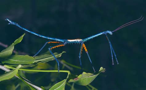 Malagasy Giant Stick Insects Play with Colors | Biology | Sci-News.com