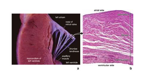 The histology - Cardiovascular System