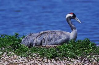 Nesting Crane | Eurasian Crane. On the reserve at Slimbridge… | Flickr