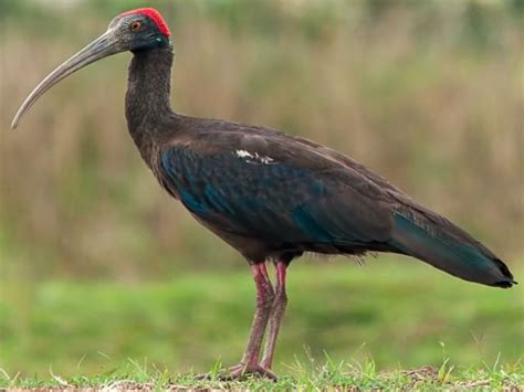 Black Ibis » Bird Watcher