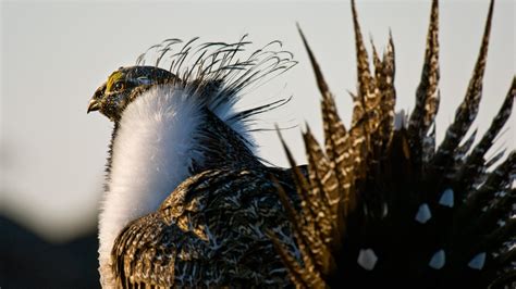 Unprecedented Conservation Efforts Keep Greater Sage-Grouse Off ...