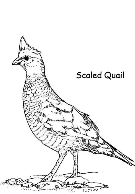 California Quail Drawing at GetDrawings | Free download