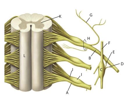 ANA 2070: Spinal Cord & Nerves Diagram | Quizlet