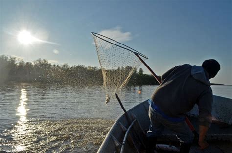 Low salmon numbers close subsistence fishing on the Yukon - Alaska Public Media