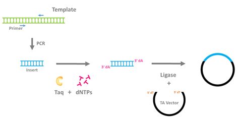 So Many DNA Polymerases, So Little Time | GoldBio