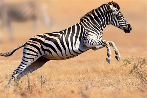 How Fast Can a Zebra Run? The Complete Story About Its Speed