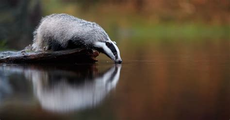 9 Incredible Badger Animal Facts - IMP WORLD