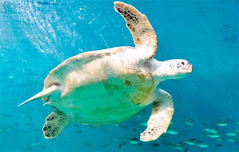 Happy Sea Turtles Royalty Free Stock Photo - Image: 17339395