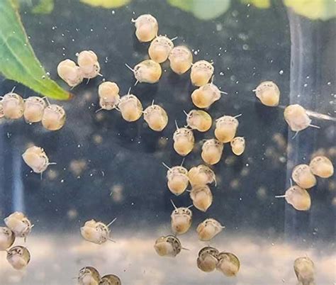 A Guide to Caring For Mystery Snail Eggs | ZooAwesome