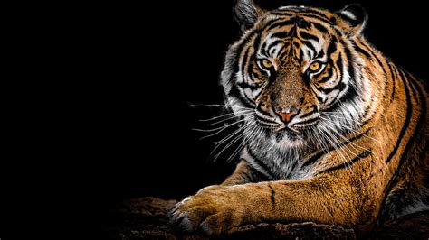 Tiger Portrait 4K Wallpapers | HD Wallpapers | ID #30305