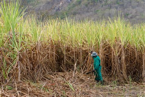 Premium Photo | Sugar cane workers harvesting organic sugar cane by hand in paraiba brazil