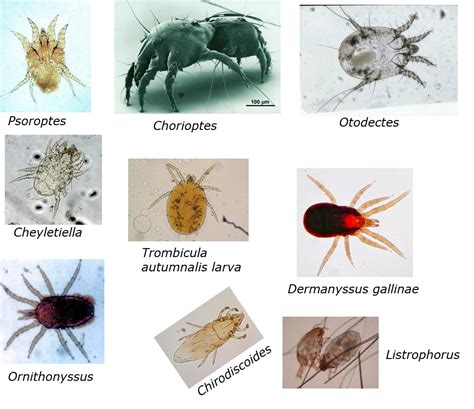 Mites Diagram | Quizlet