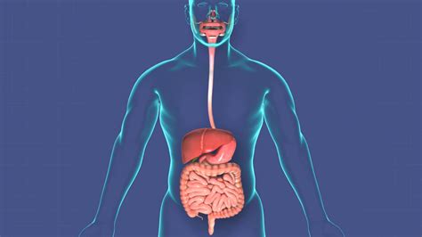 Human digestive system with annotated organs. Motion Background ...