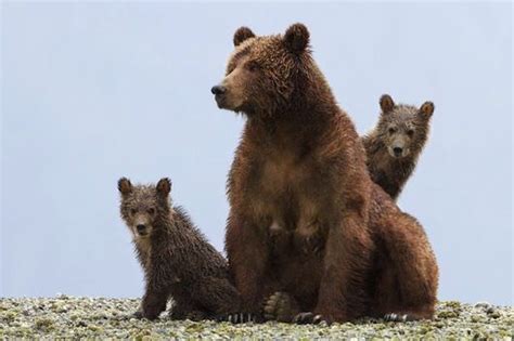 One Mama Bear, Two Cubs, and Three Filmmakers: Disneynature’s Bears ...