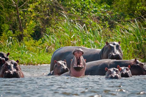 Pablo Escobar's Hippos Are Thriving in Colombia and Wreaking Havoc With Local Ecosystem - Newsweek