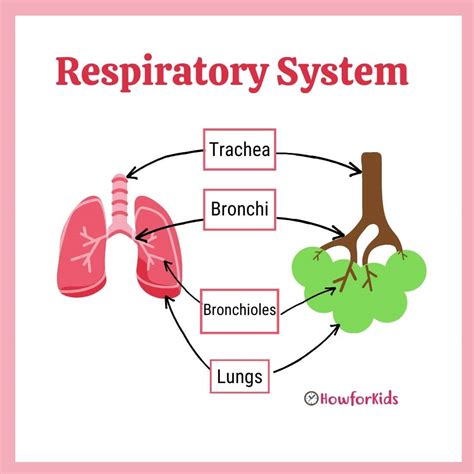 Respiratory System [Parts and Functions for Kids] – HowForKids