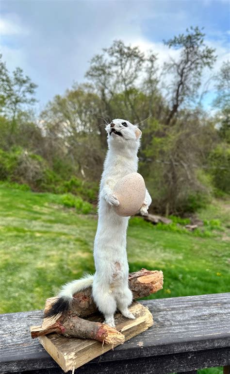 Available Taxidermy Ermine Hunting Mouse Weasel Mount Real Cabin Decor Squirrel Stuffed Teeth ...