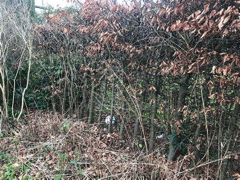 Thinning a beech hedge — BBC Gardeners' World Magazine