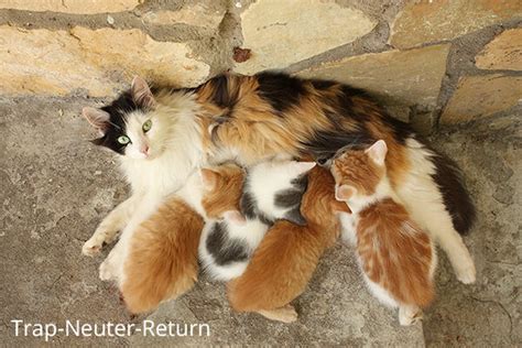 Controlling Feral Cat Populations Using Trap-Neuter-Return Programs - Caring for Pets