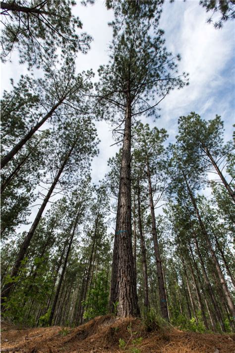 South Carolina Loblolly Pine Tree Forest Timber Profitability