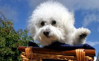 Bichon Frise Training | Bichon Frise Puppies