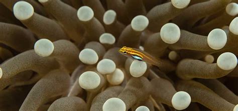 Types of Gobies in My Aquarium | Tropical Fish Hobbyist Magazine