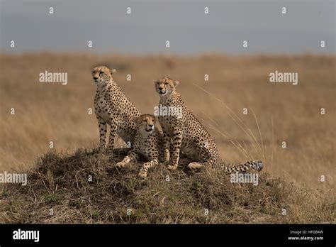 Cheetah mother and cubs Stock Photo - Alamy