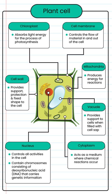 Plant Cell Structure And Function