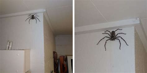 Woman Has Shared Her Home With A Giant Spider For The Past Year ...