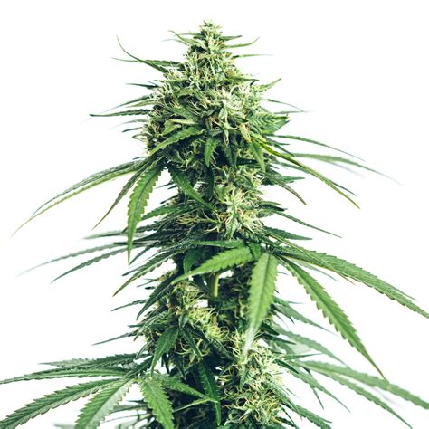 Pristine - Lillooet Landrace Seeds (Feminized) - Hybrid - 4 Pack | Nuclear Lettuce