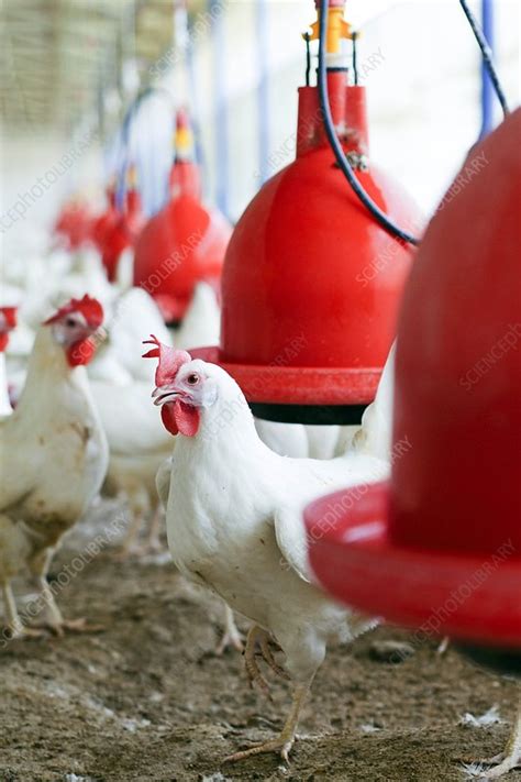 Organic chicken farming - Stock Image - C004/9546 - Science Photo Library