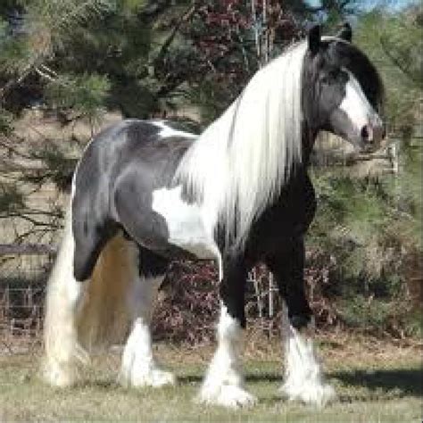 Factsram.blogspot: Black & White Gypsy Vanner Horse #It definitely uses 'Pantene'. :) Facts ...