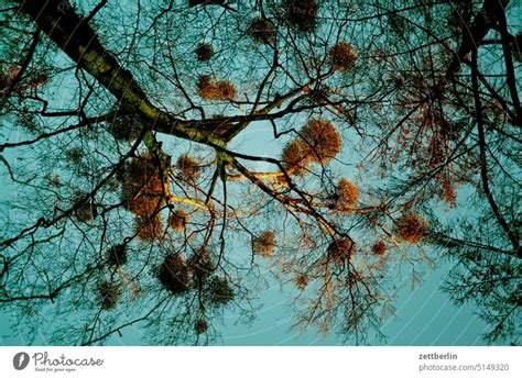 Mistletoe Tree Parasite - a Royalty Free Stock Photo from Photocase