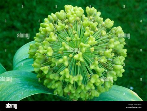 Allium karataviense 'Ivory Queen', seed head alliums heads seeds garden plant plants Stock Photo ...