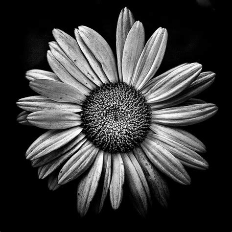 Black And White Daisy Pictures, Photos, and Images for Facebook, Tumblr, Pinterest, and Twitter