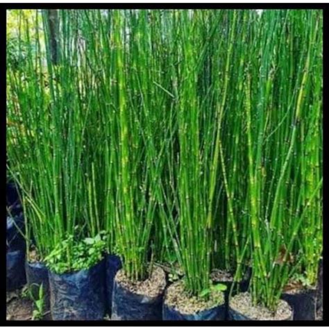 Jual Tanaman Bambu Hias / Paku Ekor Kuda Kaku/ Bambu Jepang/ Tanaman ...