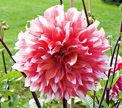 Holland Festival Dahlia | Bolbloemen, Dahlia's, Narcissen