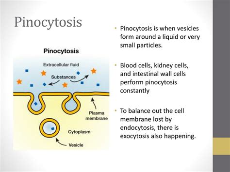 Pinocytosis Definition And Examples