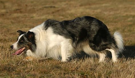 How Do Border Collies Herd