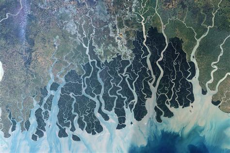 Amphan in the Sundarbans: How Mangroves Protect the Coast From Tropical ...