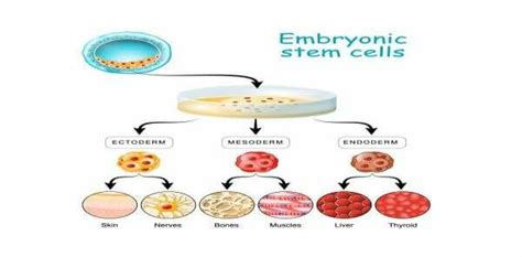 -Embryonic stem cells. | Download Scientific Diagram