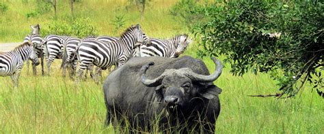 5 Days Lake Mburo Wildlife Safari | Uganda Wildlife Safaris