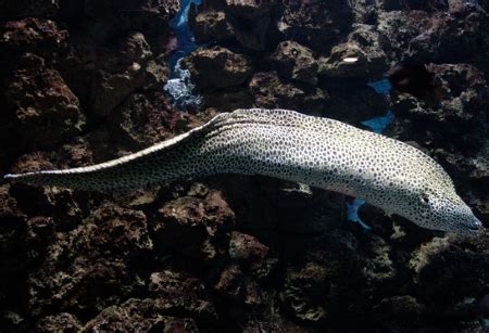 Moray Eel | Anatomy, Habitat & Behavior | Study.com