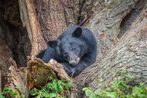 Pin by Randy Anderson on Wildlife Photography | Black bear, Wildlife ...