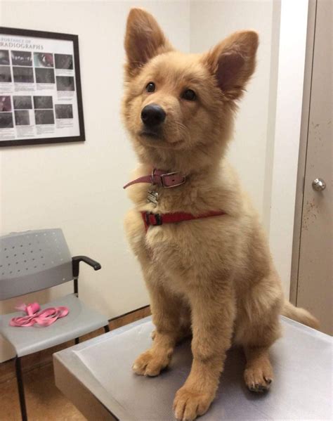 This is how a german shepherd and golden retriever mix looks like. Isn't she adorable! : r ...